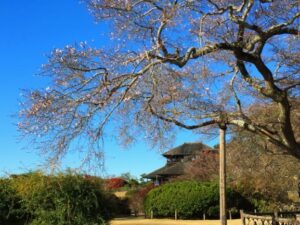 令和3年 茨城県水戸市でお花見するなら桜山公園で桜を楽しもう くらシェアblog