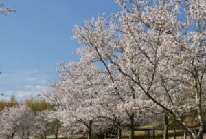 令和3年 茨城県水戸市でお花見するなら桜山公園で桜を楽しもう くらシェアblog