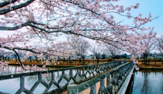 【2022年】茨城県土浦市でお花見するなら乙戸沼公園で桜を楽しもう