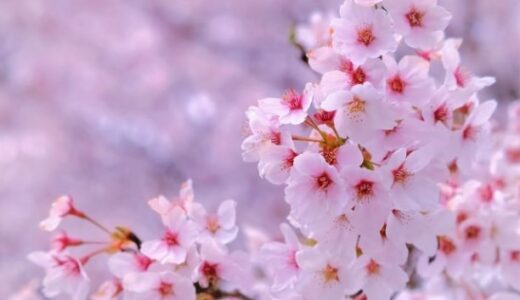 【2022年】茨城県水戸市でお花見するなら桜山公園で桜を楽しもう