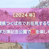 【2024年】茨城県つくば市でお花見するなら科学万博記念公園で桜を楽しもう